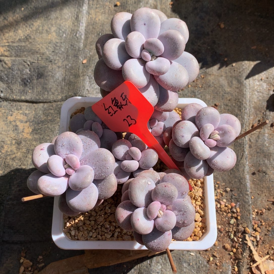 原液奶酪72727227272727