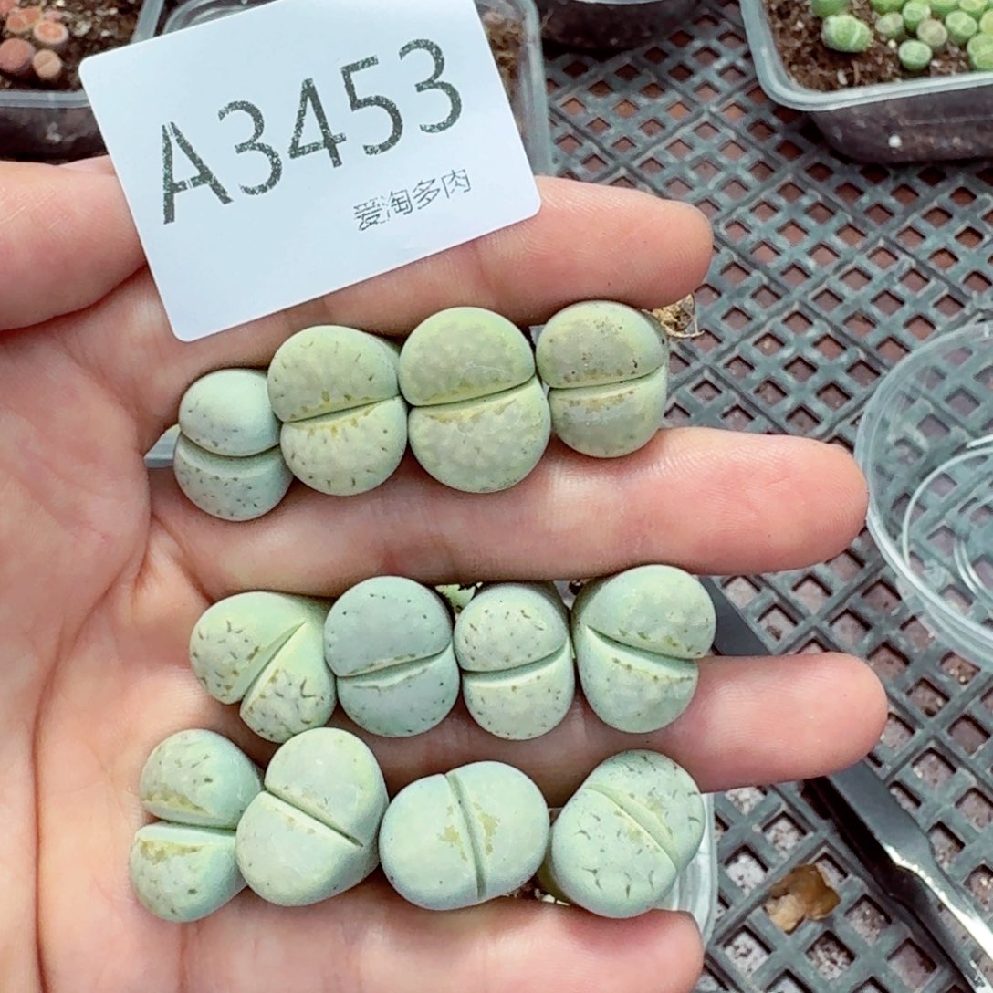3453—生石花 肉锥