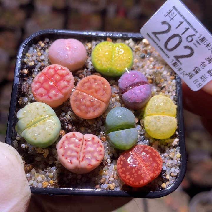 精品生石花116.202