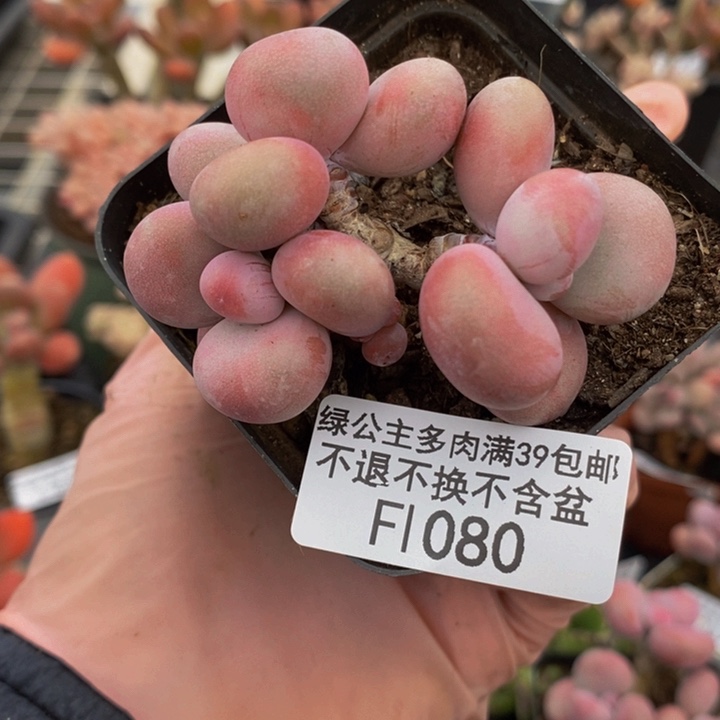 腰子桃蛋5cm1080多肉植物