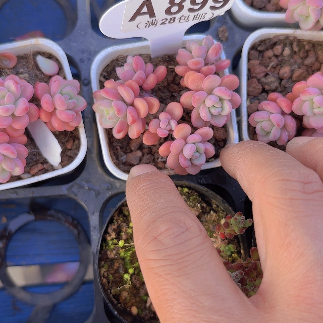 ?****茶A899天线宝宝一物一拍