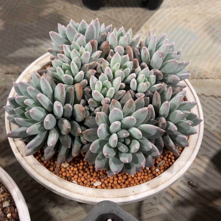 天使之翼美人平头