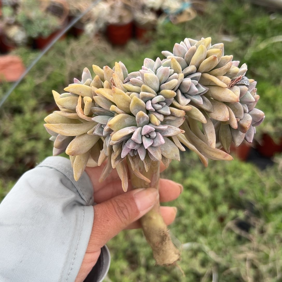 多肉植物多肉植物