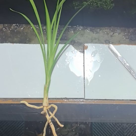 完全开放典荷龙头苗