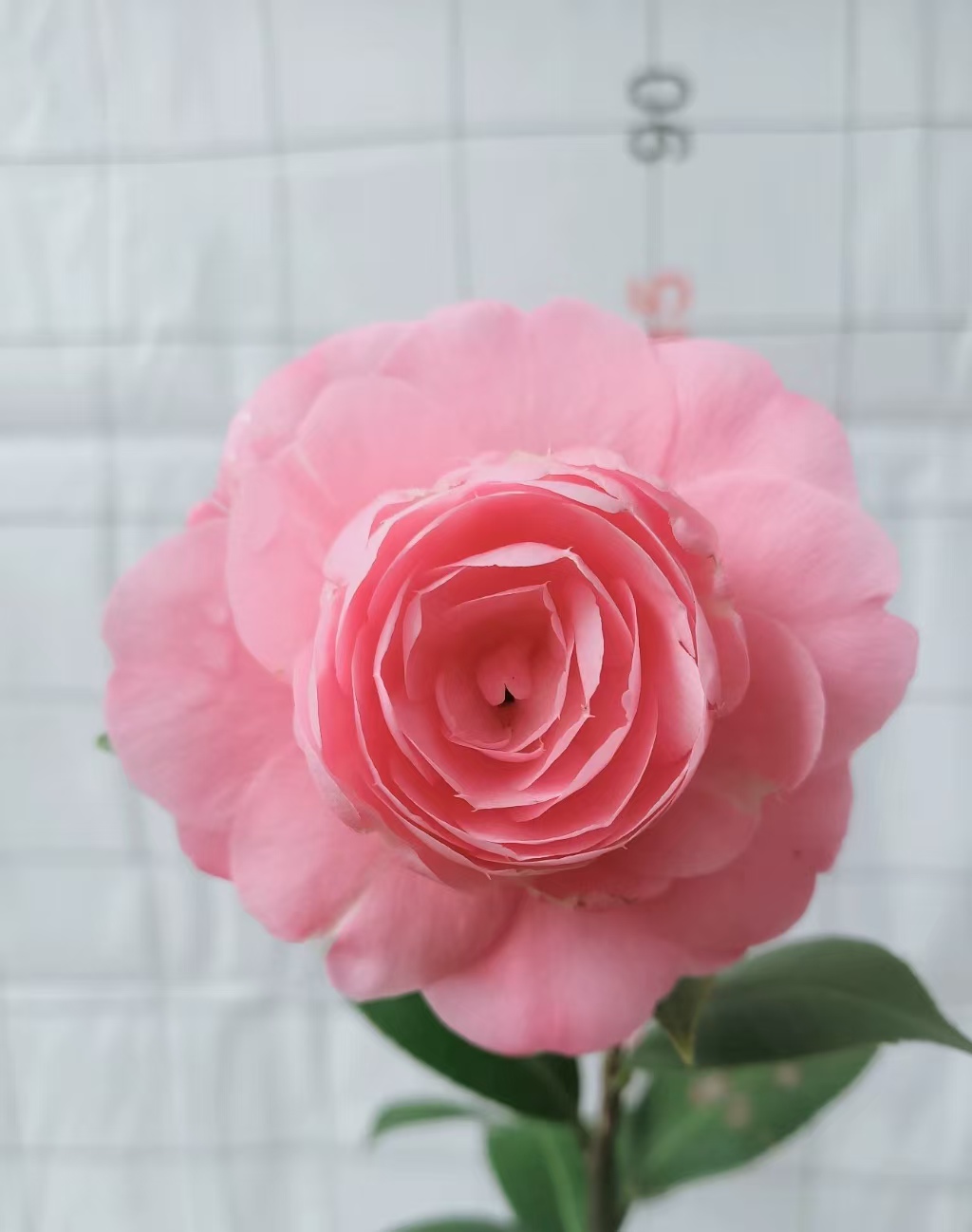 水屋-沃特豪斯粉色中大花高杆未打顶室内庭院绿植