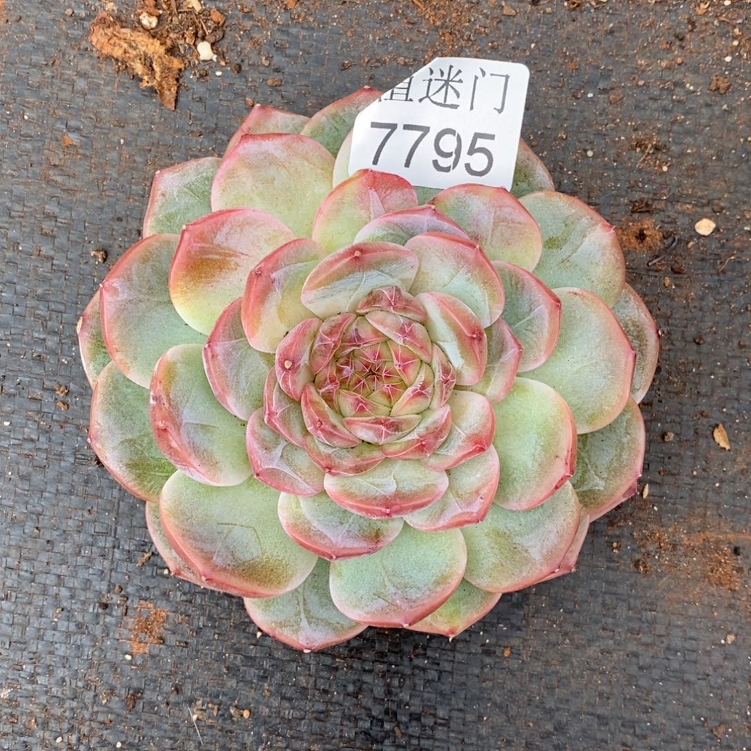 清***妈杂交精品多肉7795~12厘米