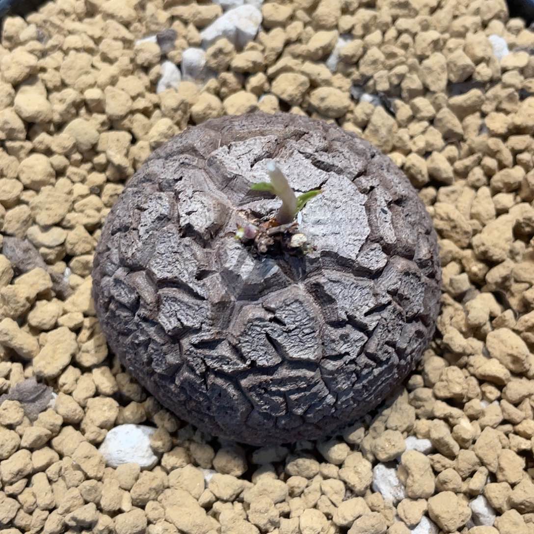 887龟甲龙6.3厘米不退换