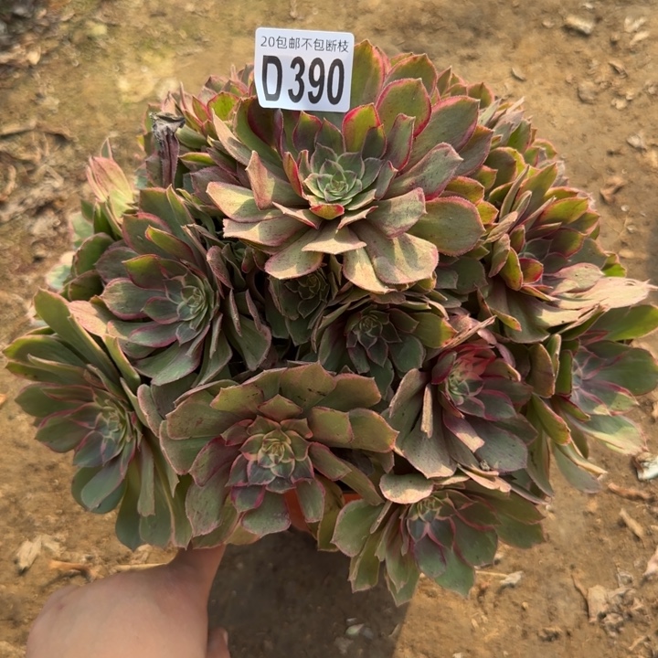 莲花座……多肉植物……