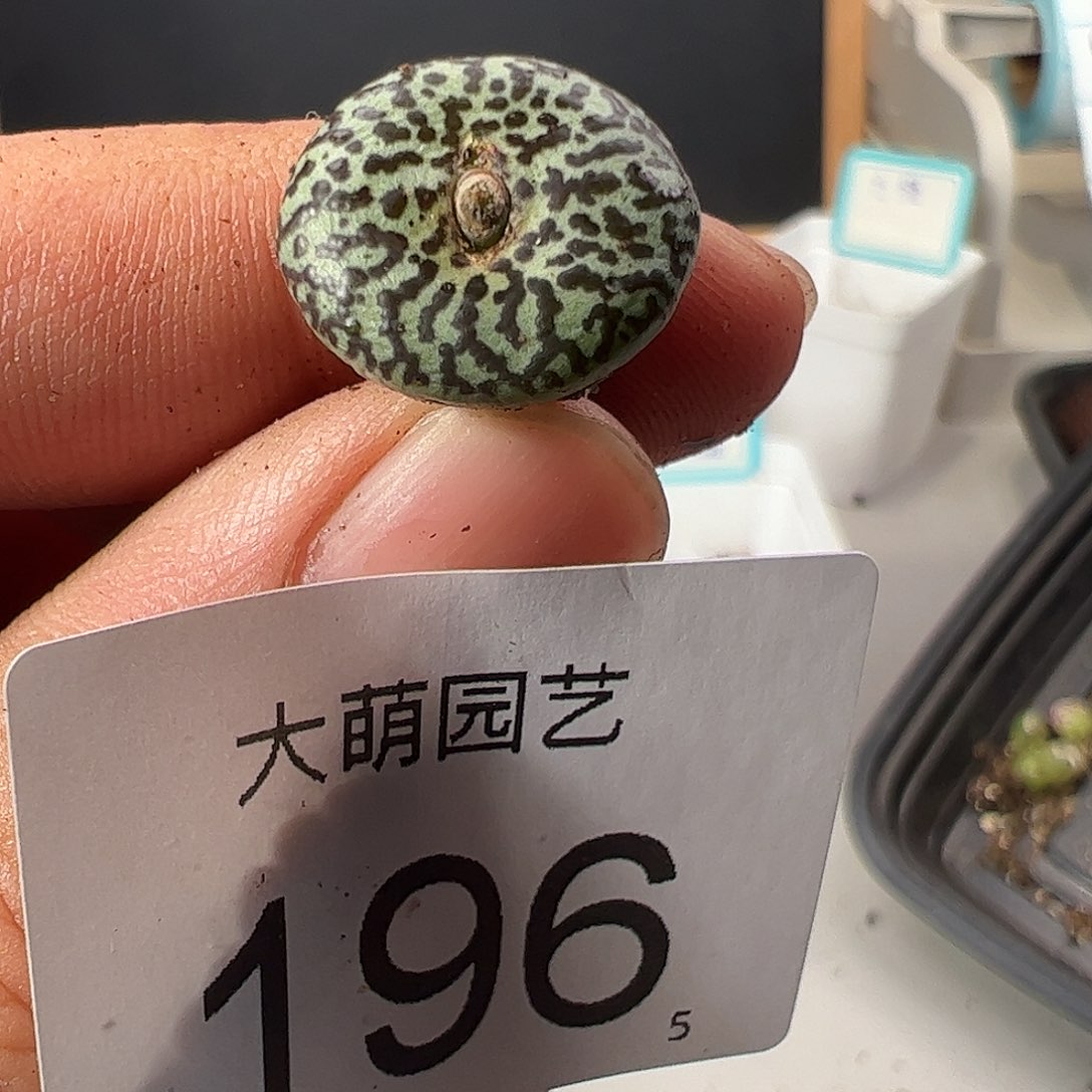 0000196 一物一拍……