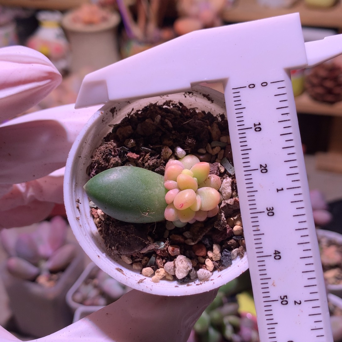 千代田缀化锦 千代田