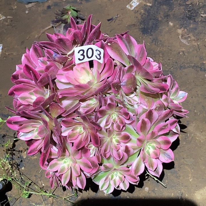 多肉植物法师303女巫