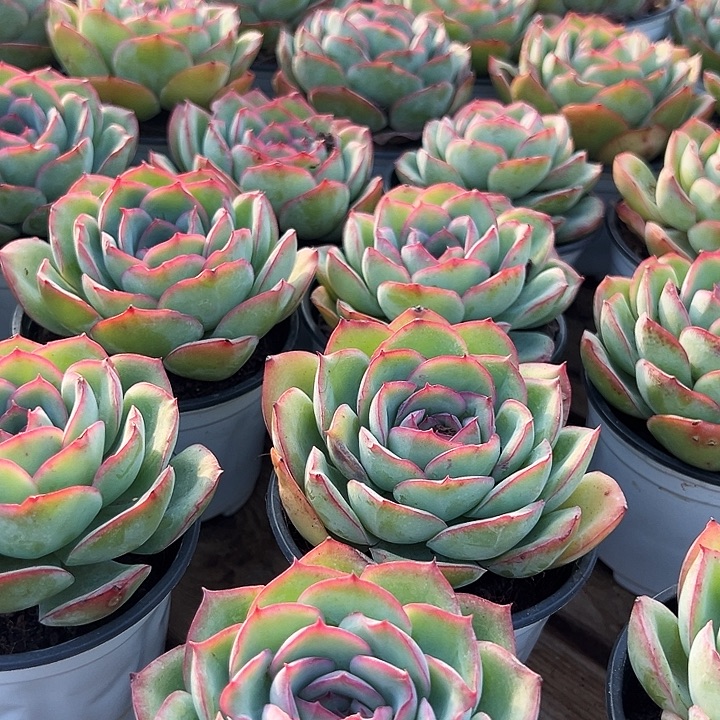 柠檬晨露     福利多多