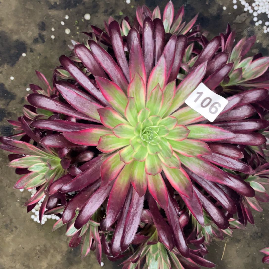 106号孔雀井惊鸿