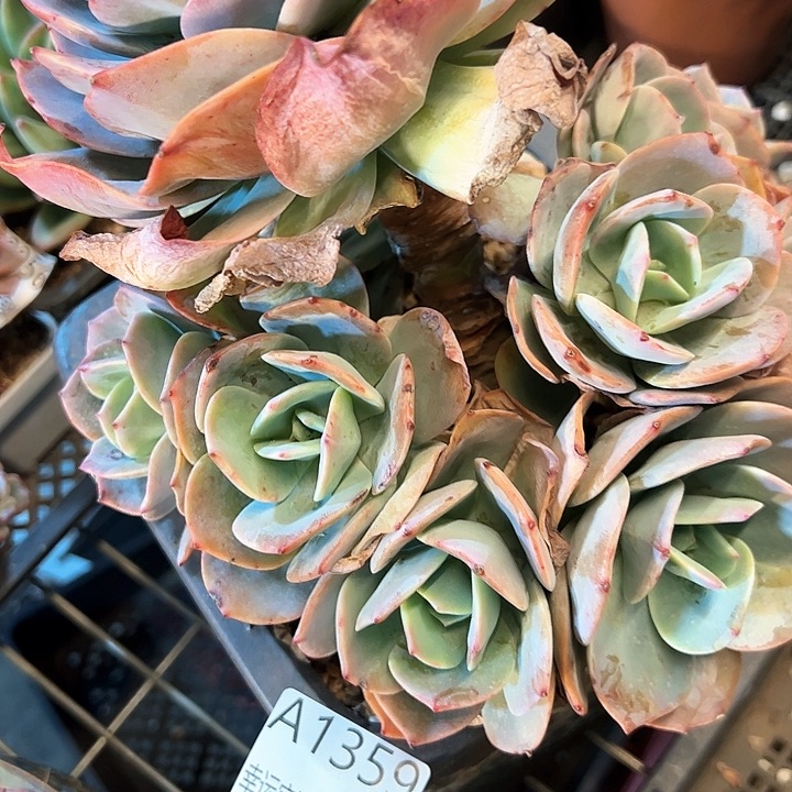 幸运的是我的朋友们