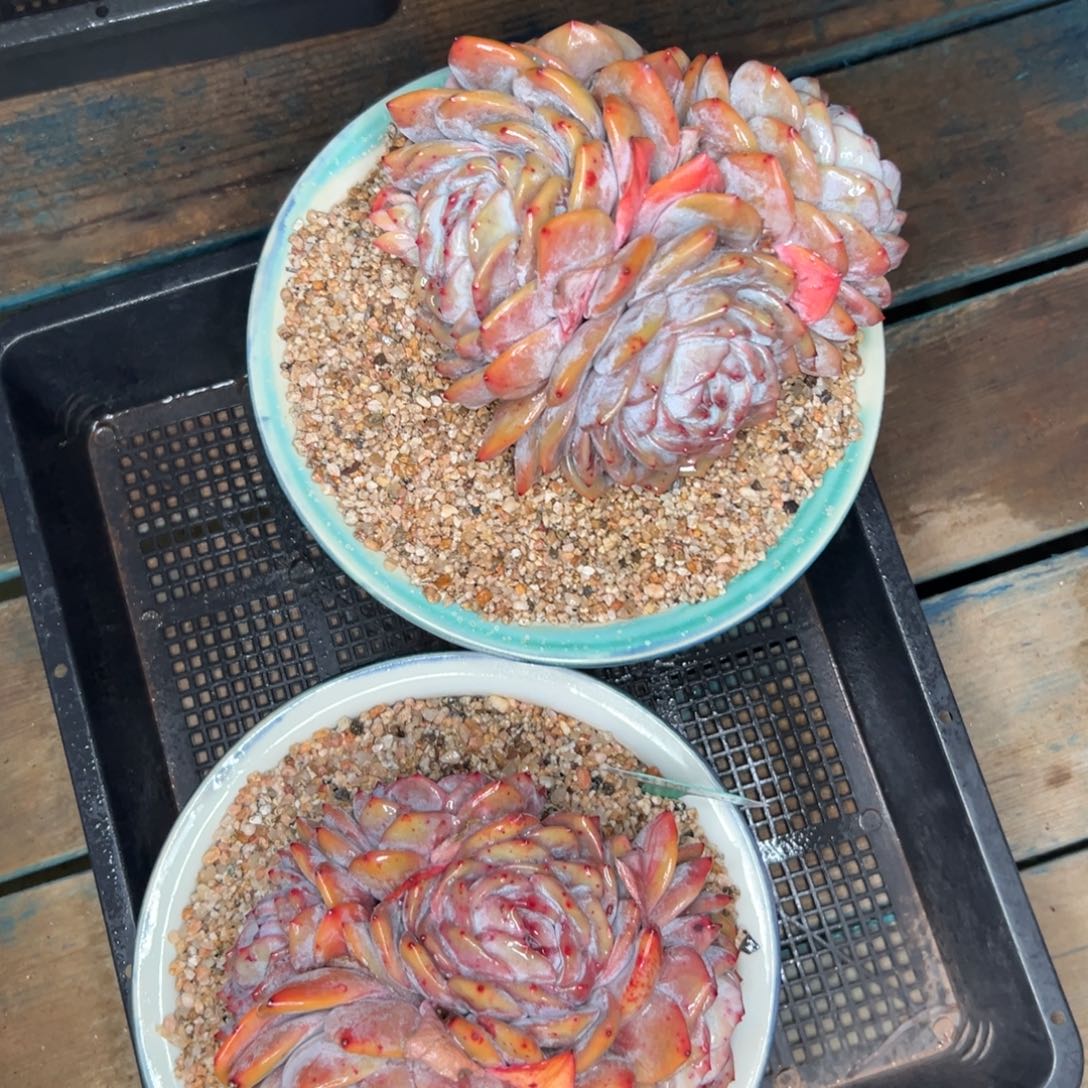 多肉编号0123-257