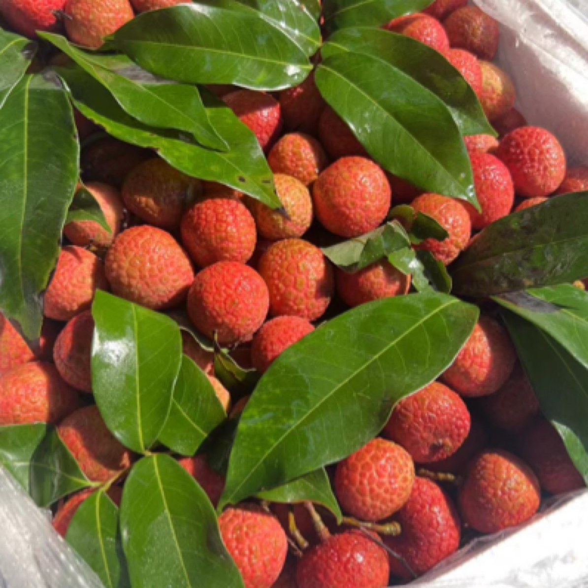 【泸州城区配送】白糖罂荔枝一斤荔枝同城送云南省