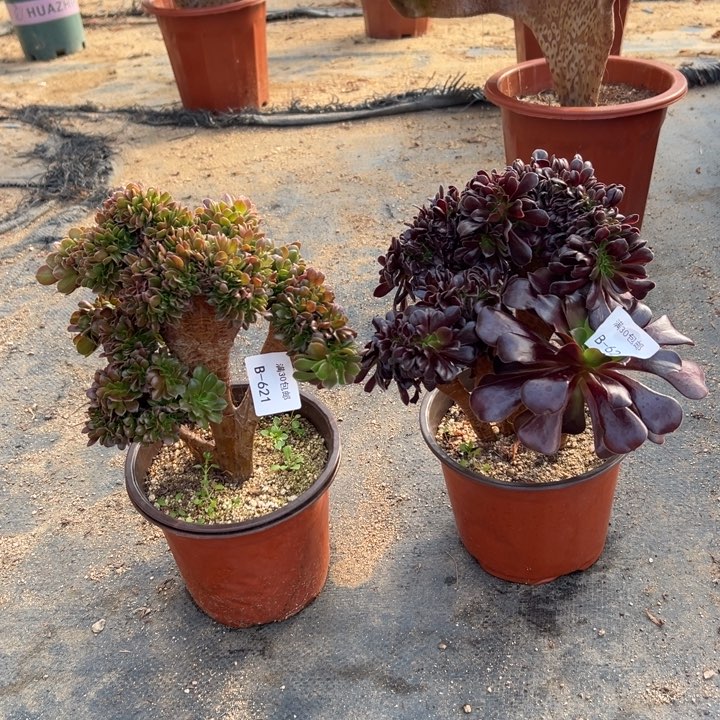 620 621 欧紫 玫瑰共2棵