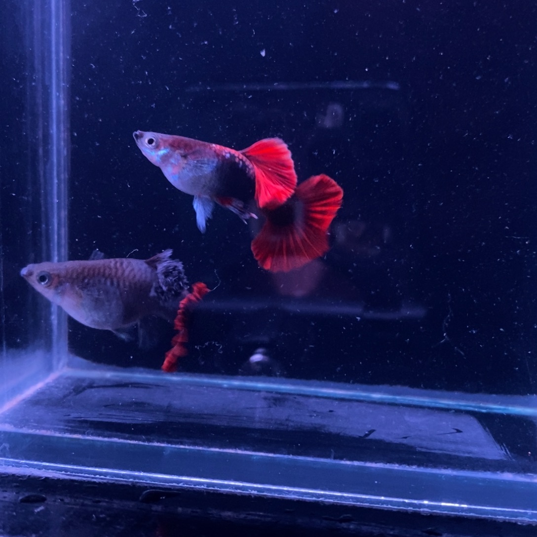 孔雀鱼顶级菊花帆一对