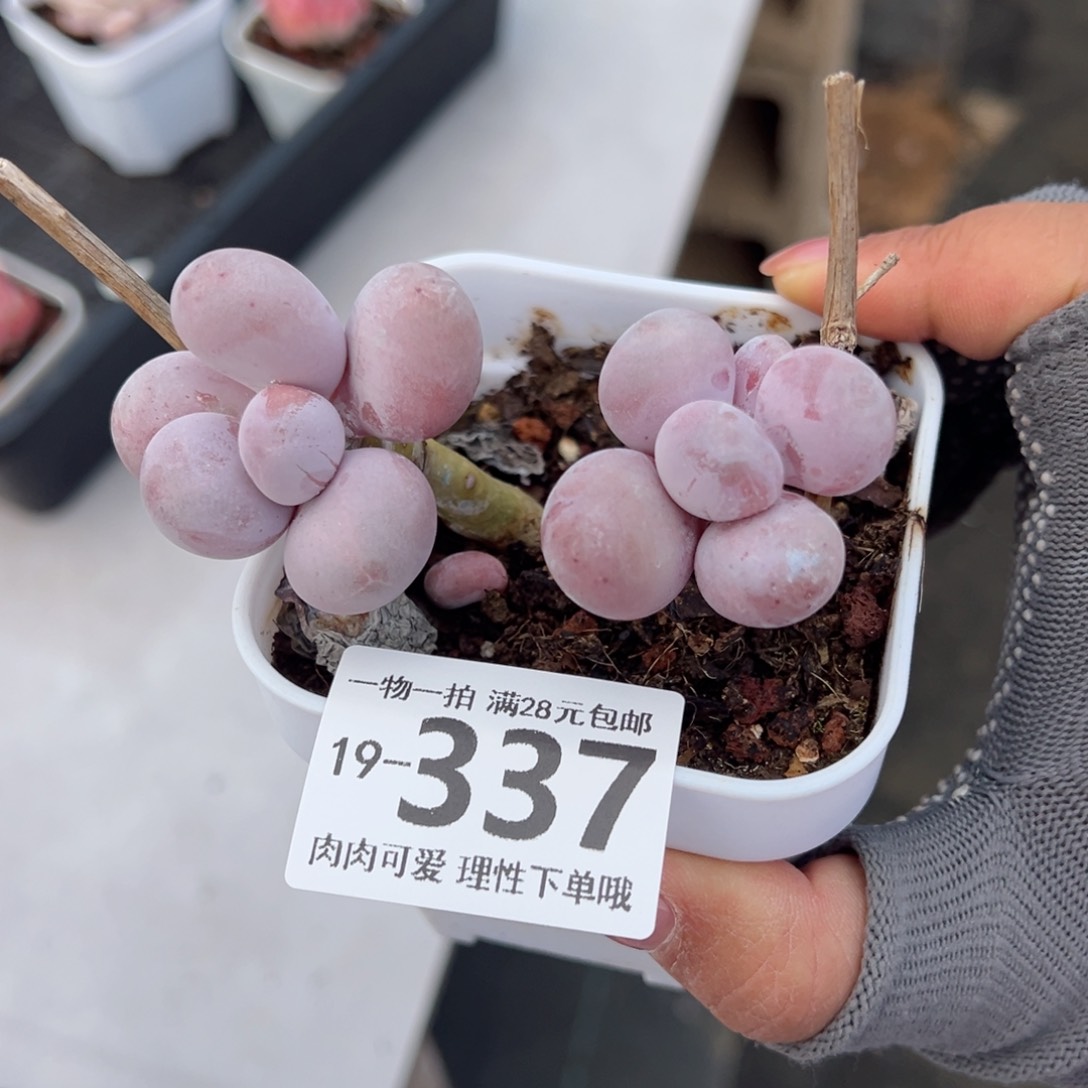 奶酪多肉多肉多肉多肉