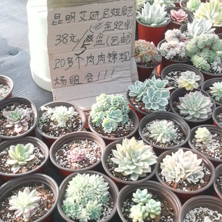 不同品种肉肉5盆包邮（不包偏远地区）