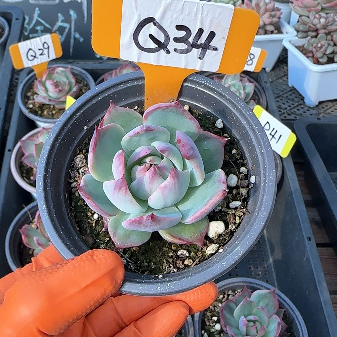 子*Q34惊鸿单头多肉
