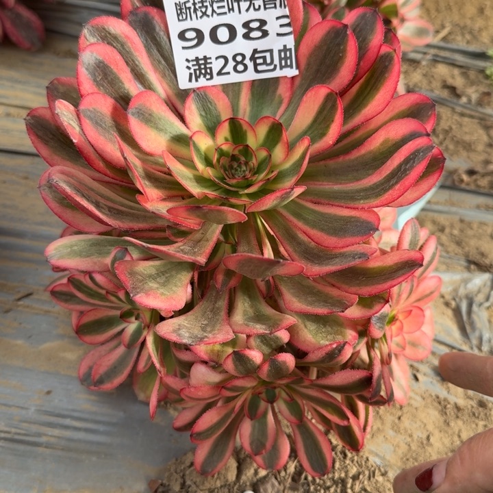 9083二号棚初恋多肉A