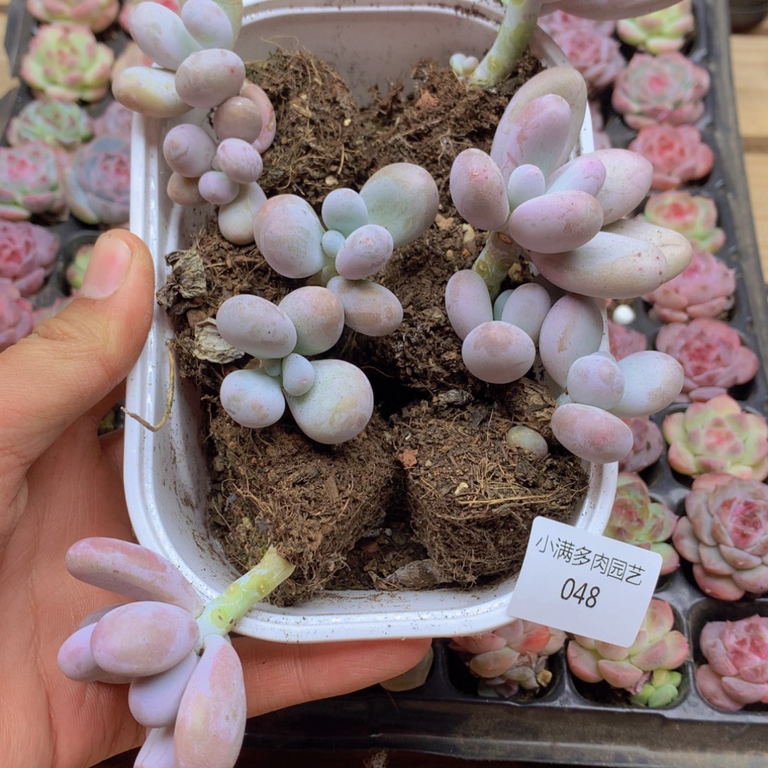 我要去看你了啊我048