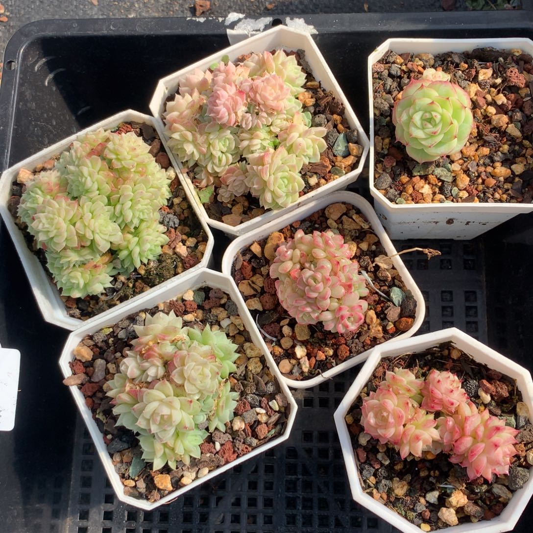 1210-30 套餐一组