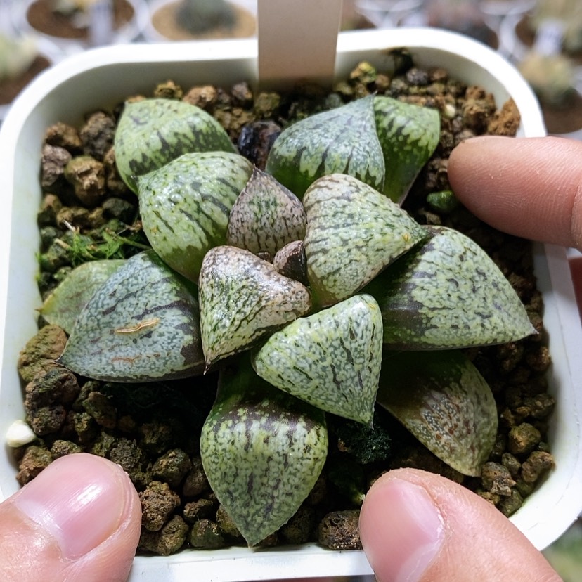 【闪购商品】62实生