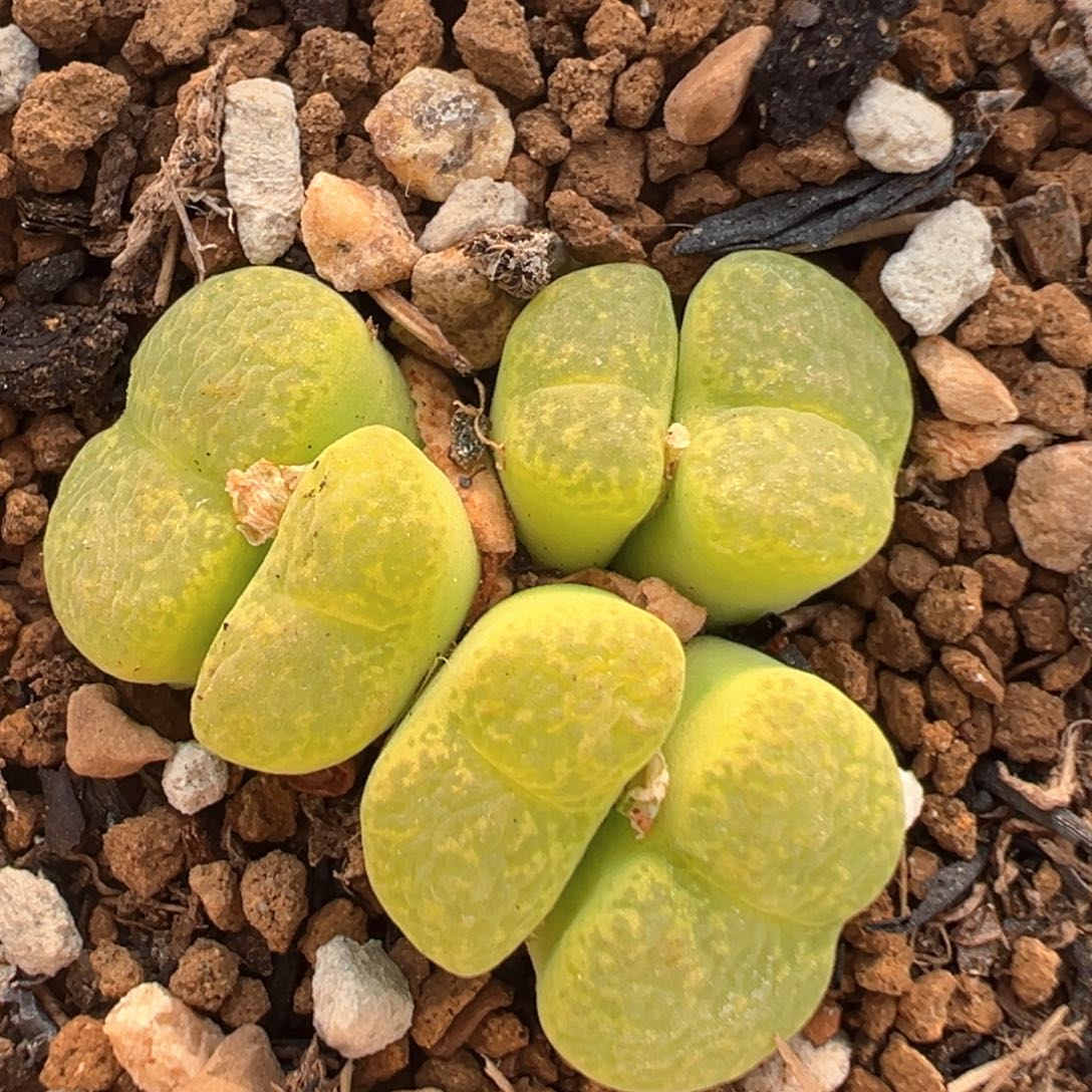 40多肉植物百科知识
