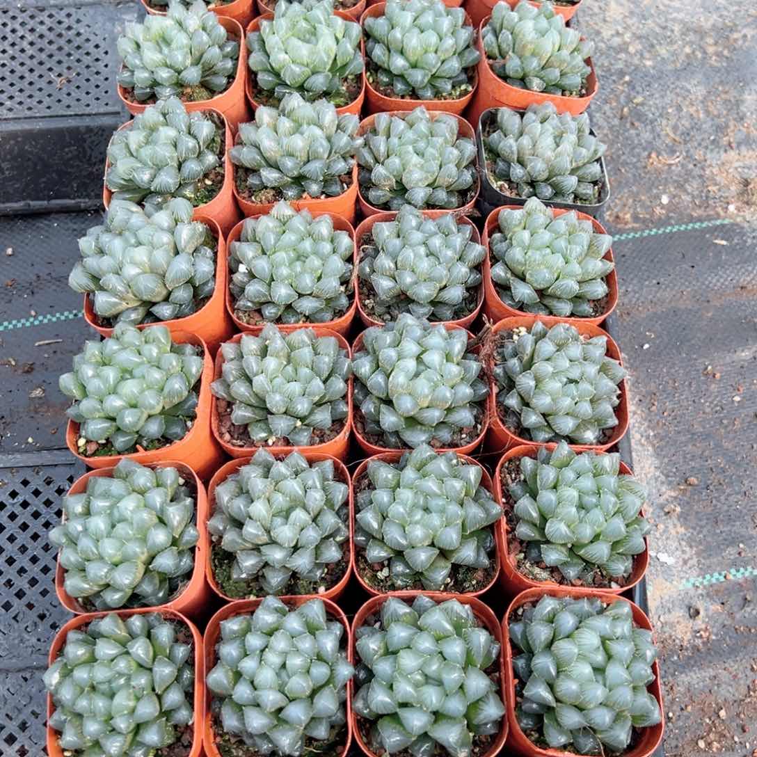 蓝镜玉露多肉植物一颗