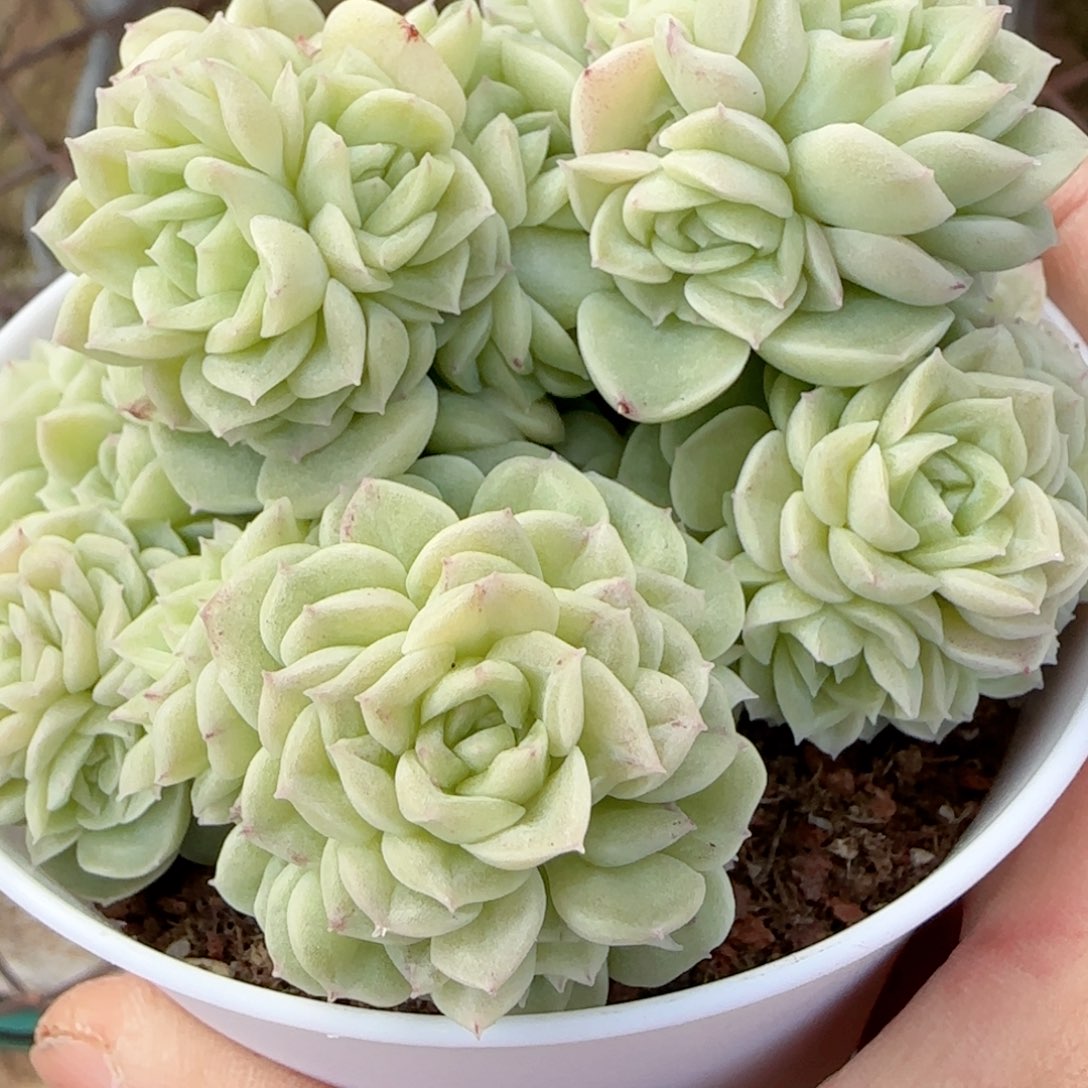 a**.【闪购商品】0215-19（fm-173）