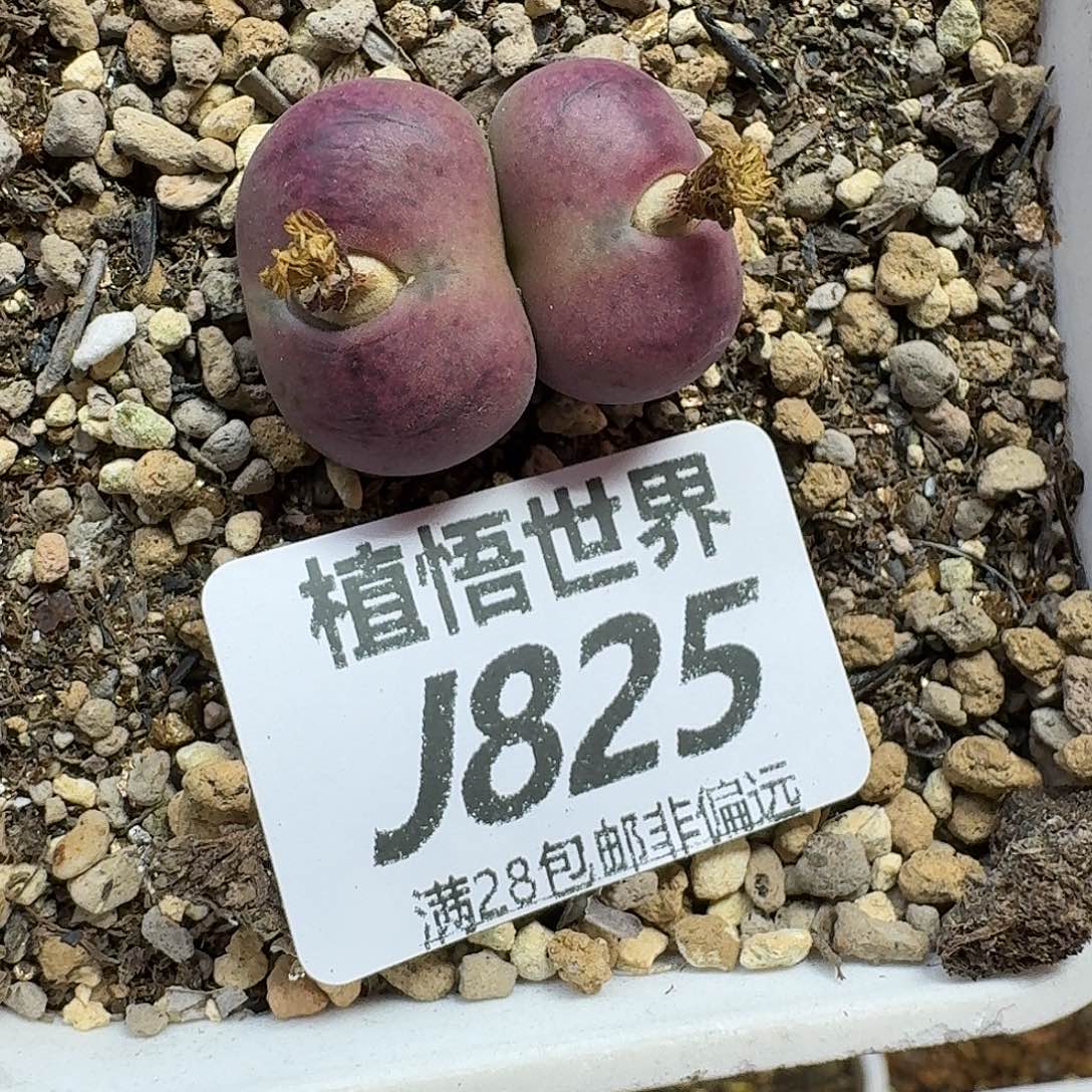 和***红多肉植物的润泽fhj