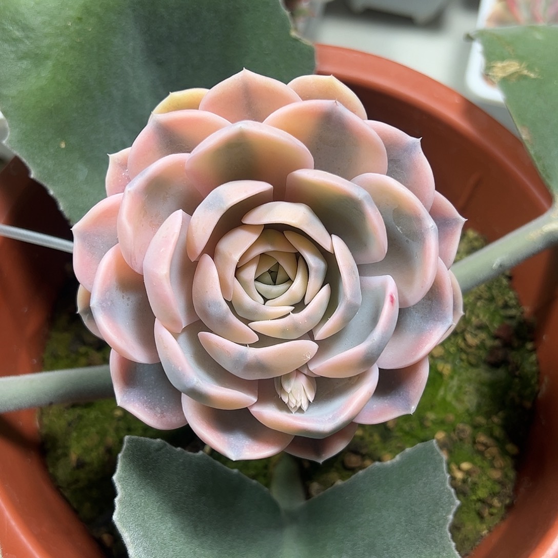 汉堡锦嫁接多肉植物