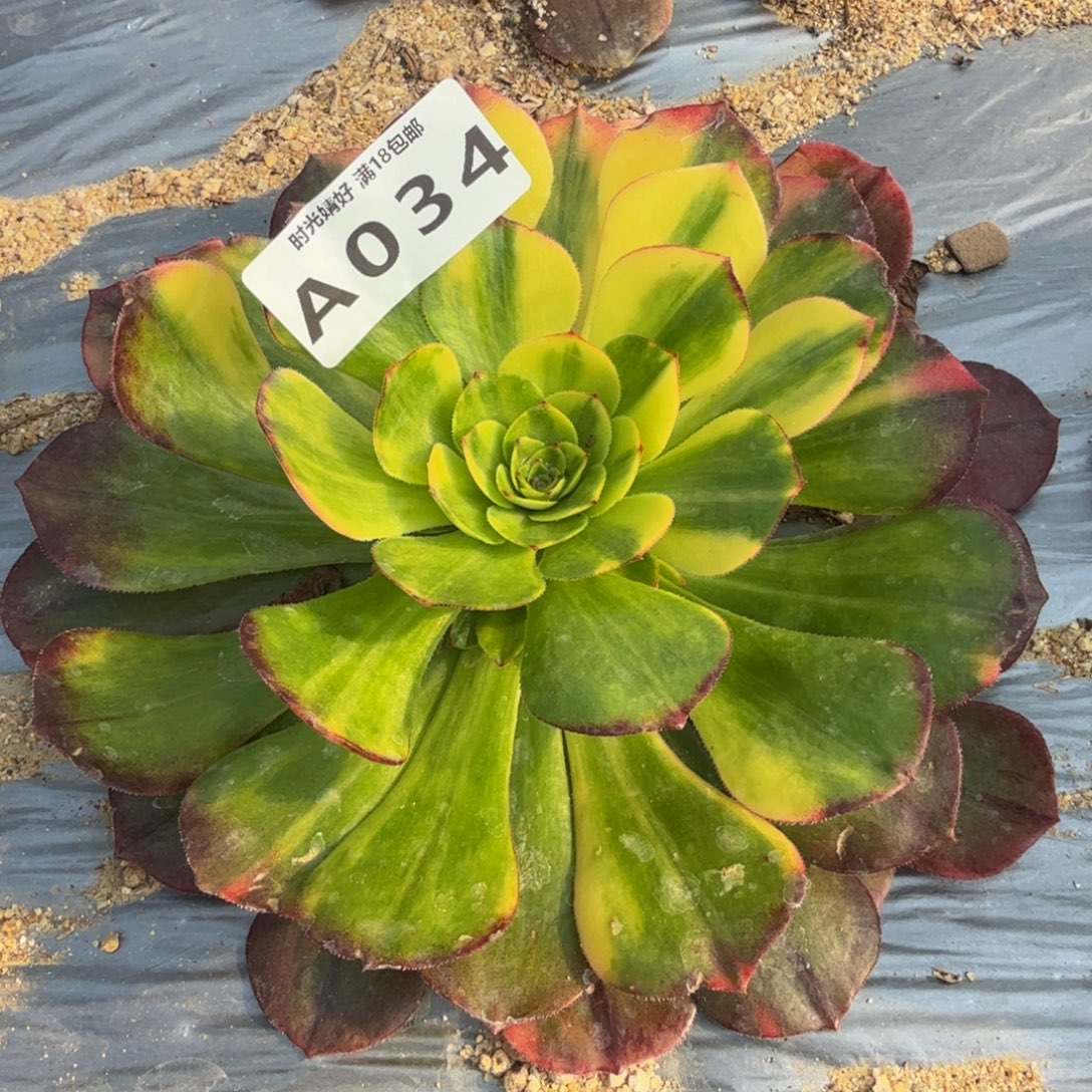 034万七彩。多肉植物