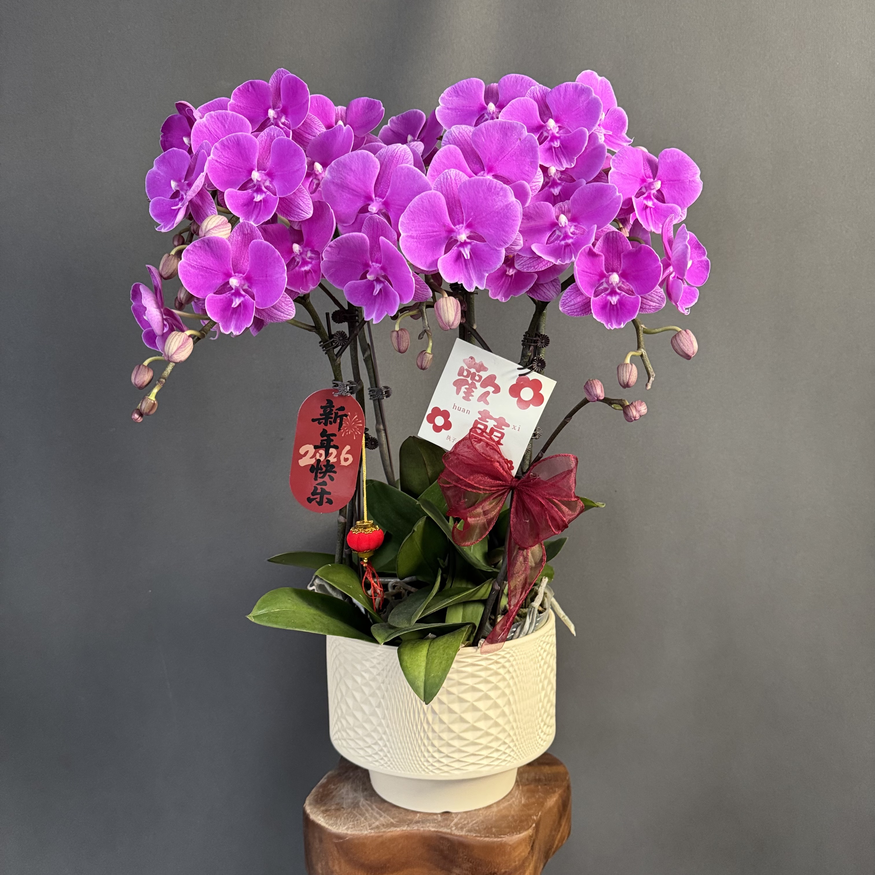 【红豆】红色系大花红红火火稀有花花 蝴蝶兰 室内花卉 耐开耐摆