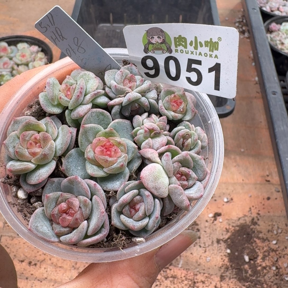 星***多肉植物多肉植物