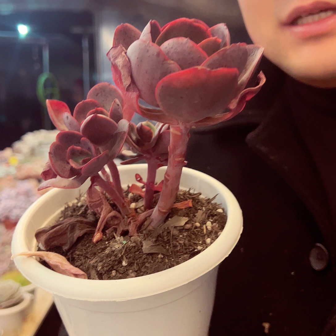 大唐玫瑰双头起多肉