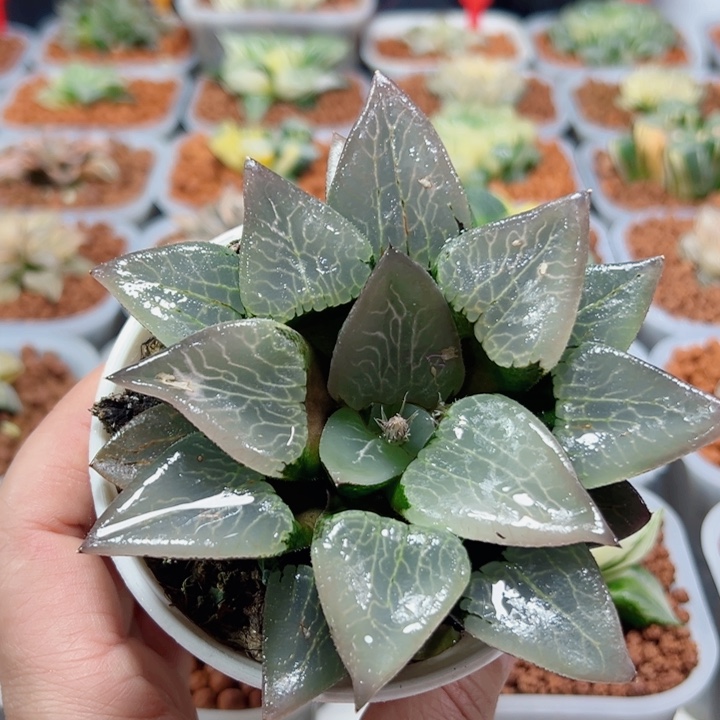 十二卷多肉倔川111