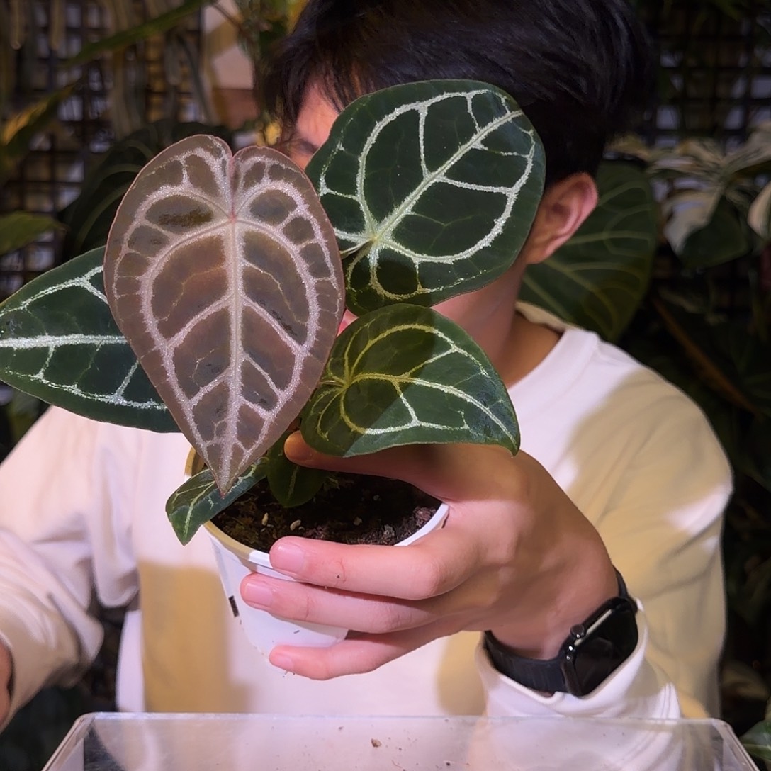 完全开放G125 粉脉水晶杂小钻石