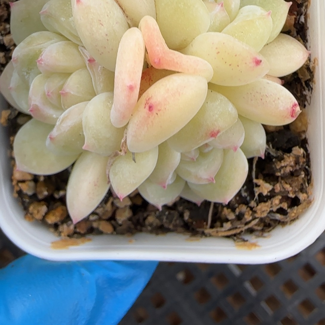 53东篱下多肉植物盆栽