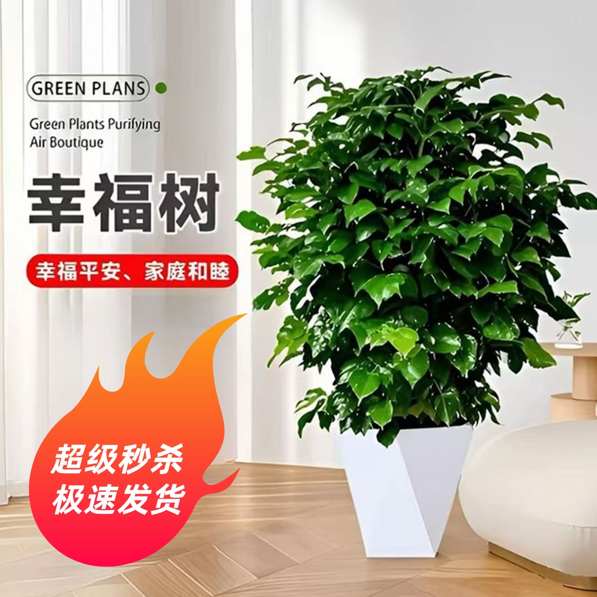 70 - 80cm不砍根丛生幸福树室内绿植净化空气除甲醛新房装饰96