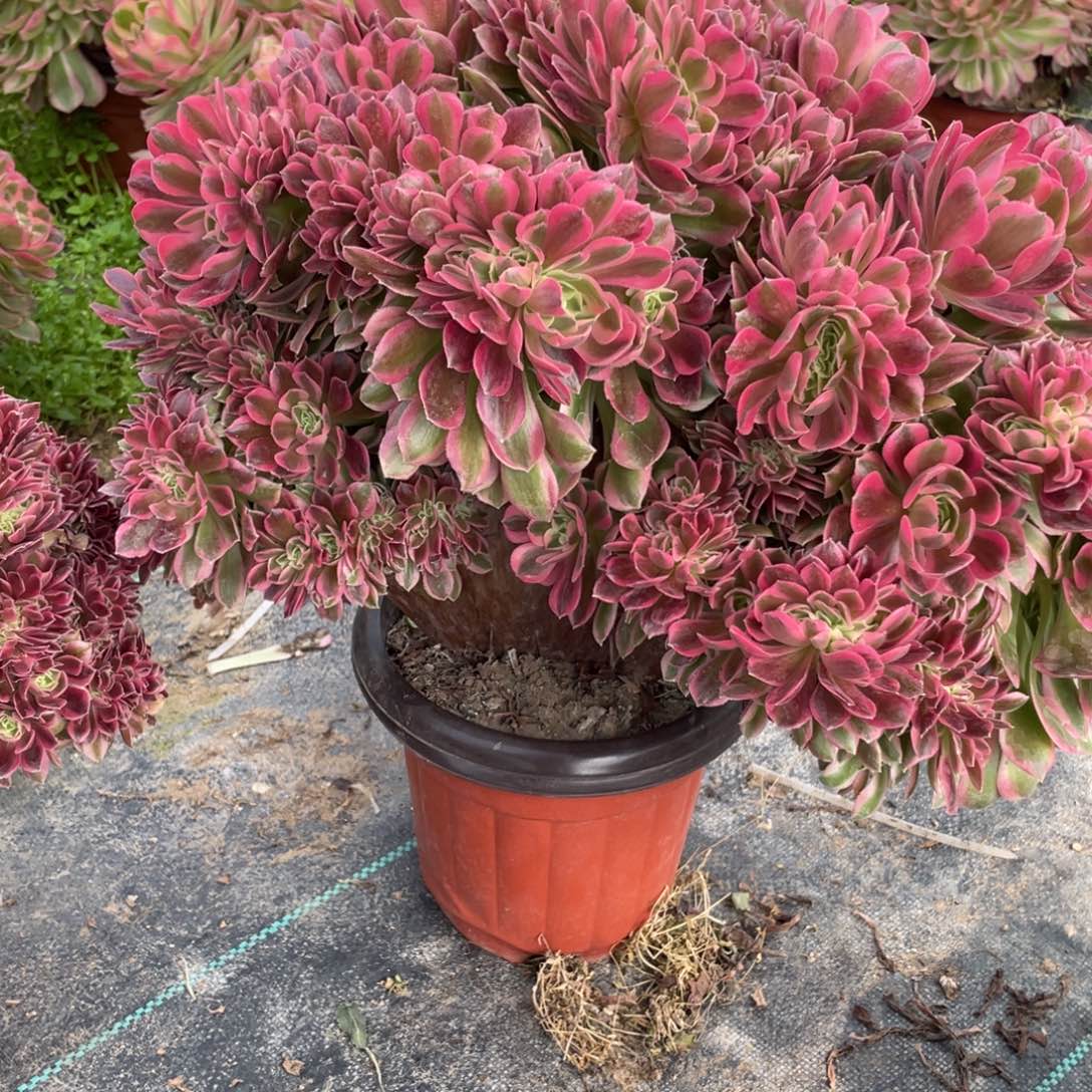 万***到100000000000000000092