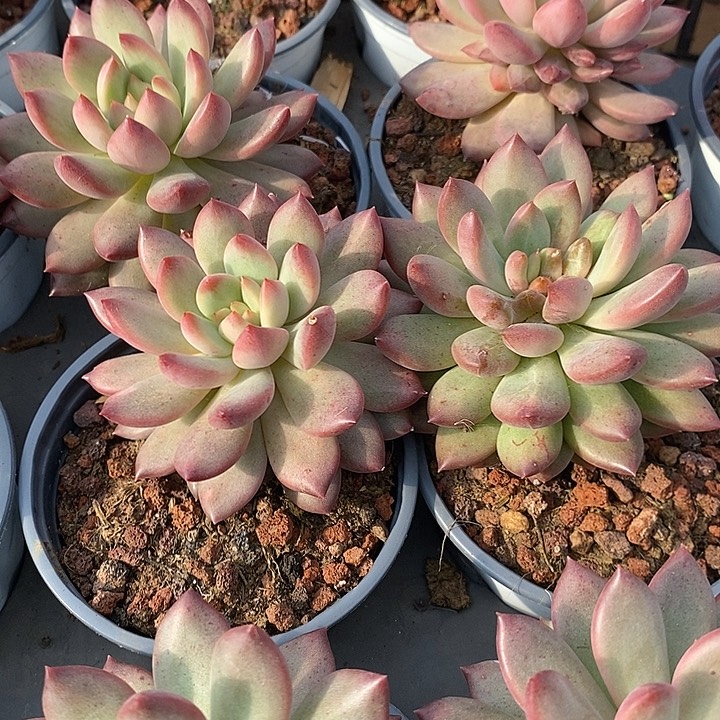 团。二代虞美人。福利多多