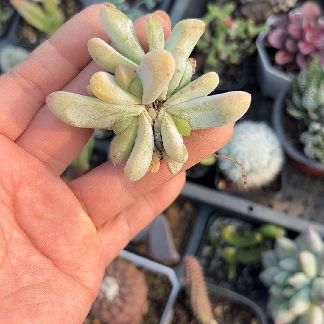 多肉植物多肉植物