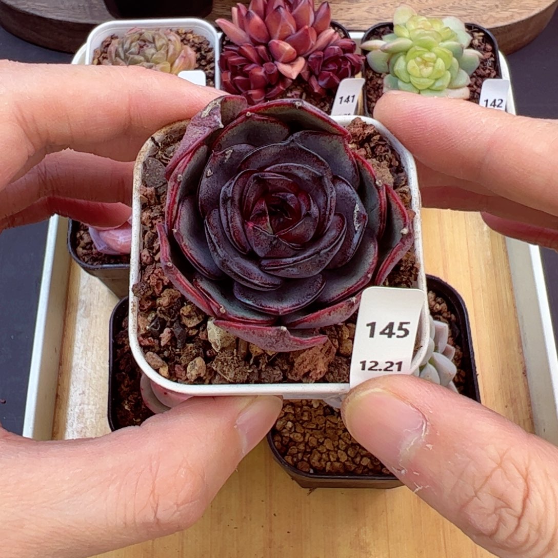 好好看145、哈哈哈哈