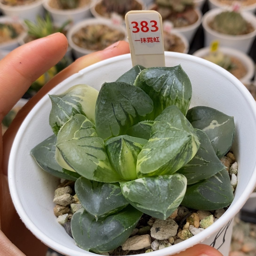 383默迪卡寿多肉植物