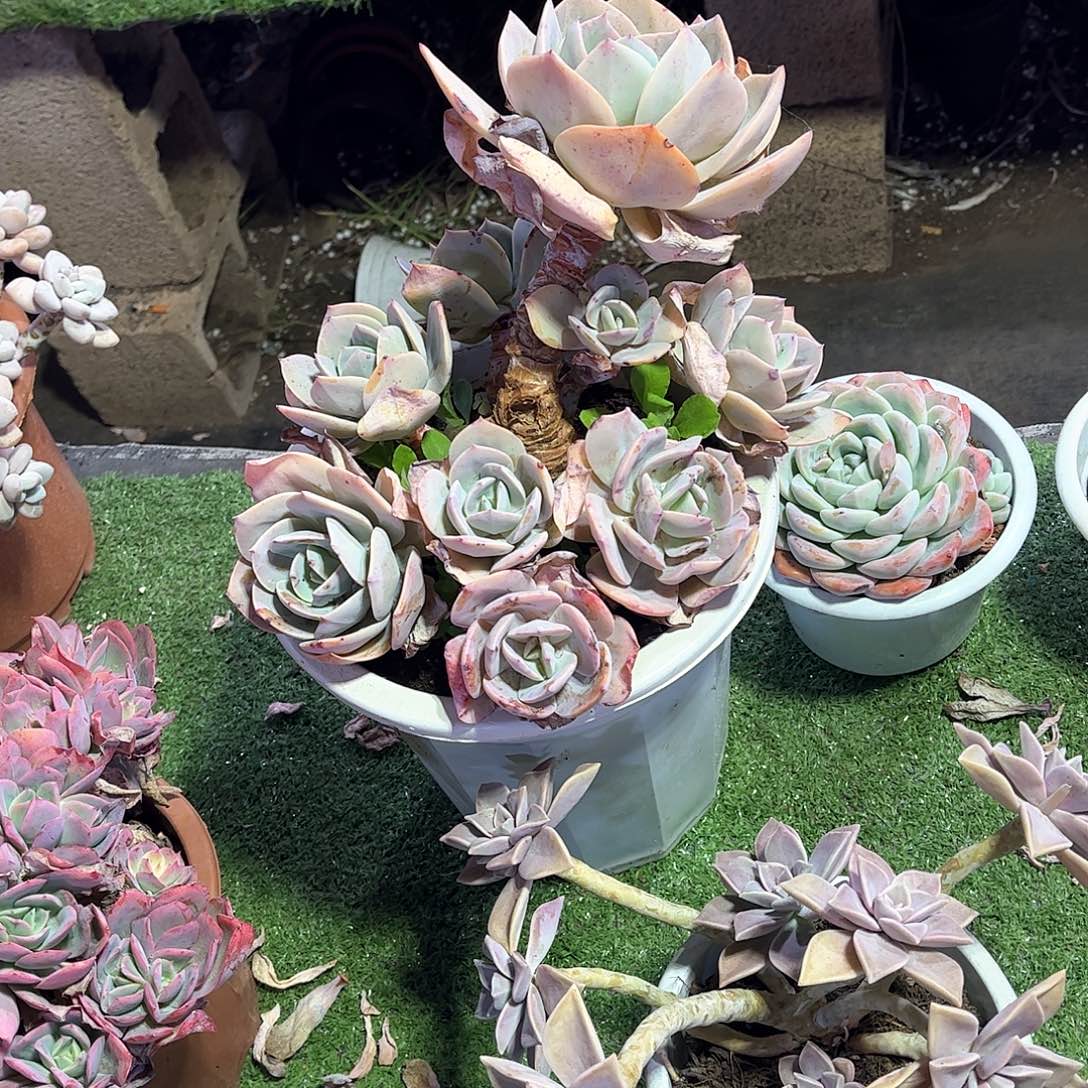 l***,白凤多肉老桩110