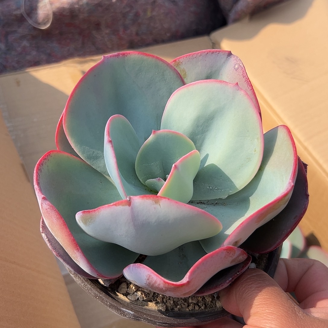 多肉植物布鲁克林蓝