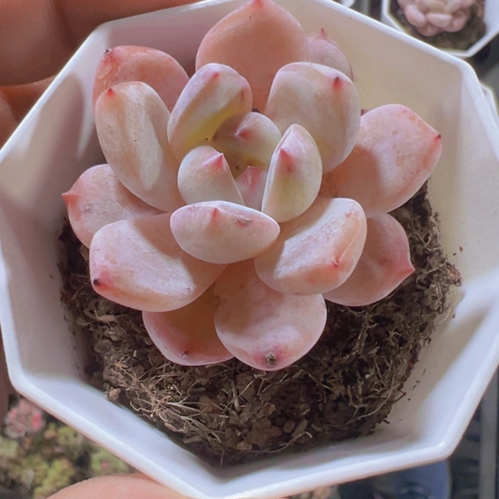 冰魄精品多肉植物